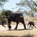 TZA MAR SerengetiNP 2016DEC24 SeroneraWest 005 : 2016, 2016 - African Adventures, Africa, Date, December, Eastern, Mara, Month, Places, Serengeti National Park, Seronera, Tanzania, Trips, Year